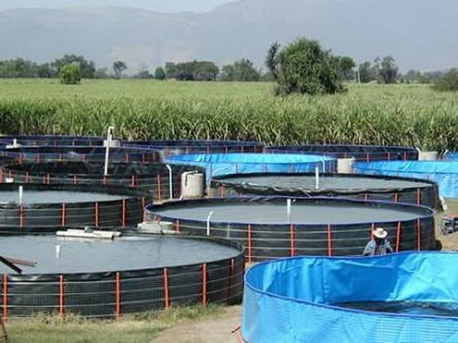 Productores de tilapia piden se flexibilicen los permisos para operar