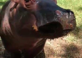 La próxima semana se podrán conocer la cachorra de hipopótamo