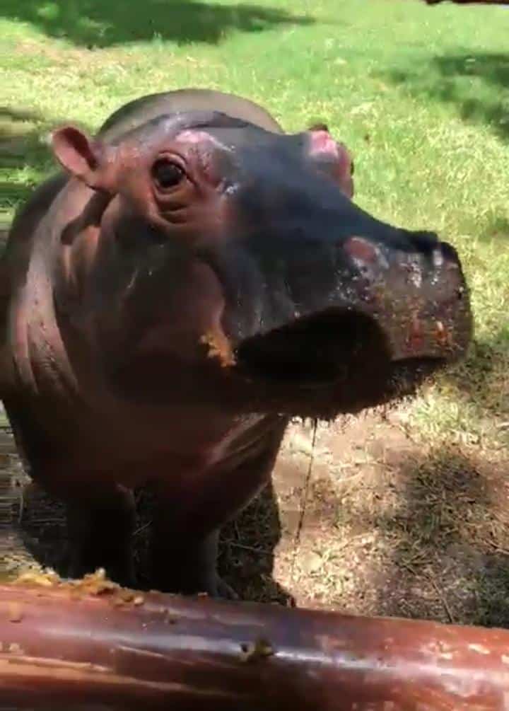 La próxima semana se podrán conocer la cachorra de hipopótamo