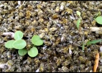Mueren miles de abejas en la localidad de Candelaria