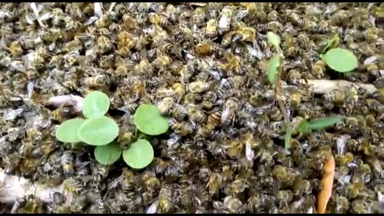Mueren miles de abejas en la localidad de Candelaria