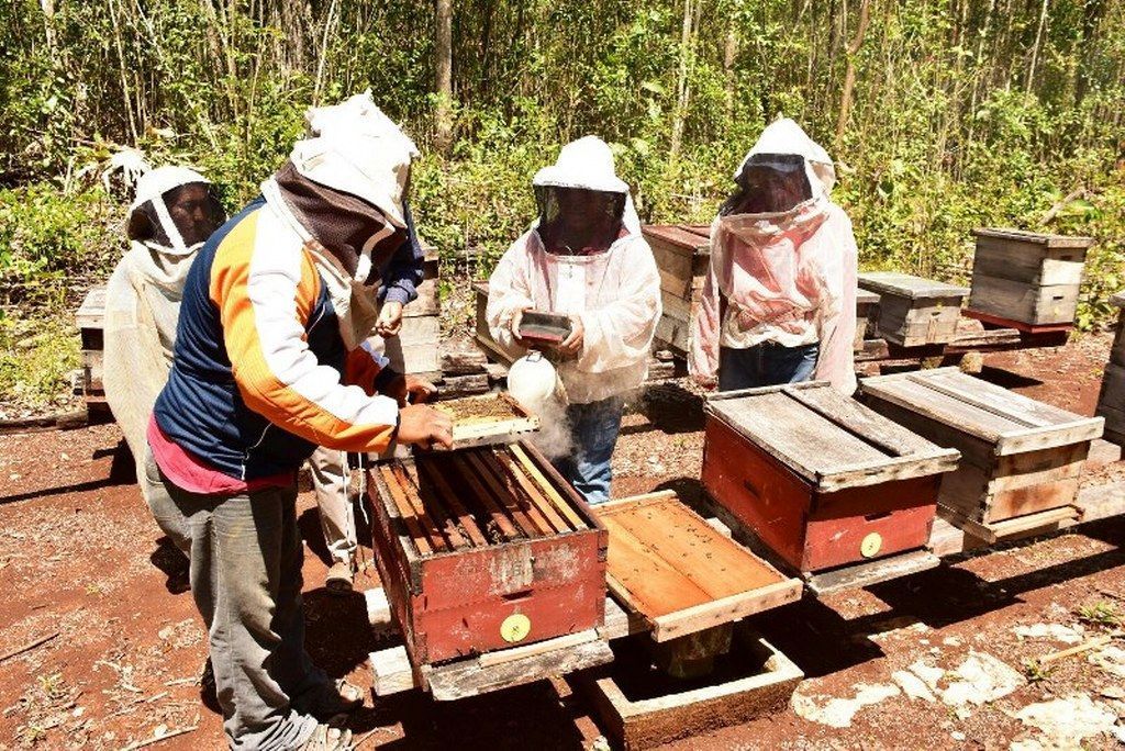 Apicultores por la calidad de miel