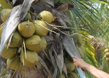 Acaro rojo afecta la producción de coco en Quintana Roo