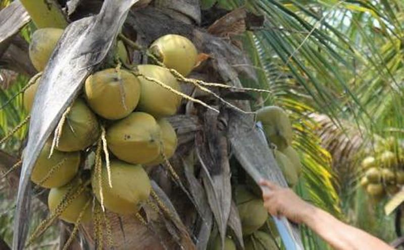 Acaro rojo afecta la producción de coco en Quintana Roo