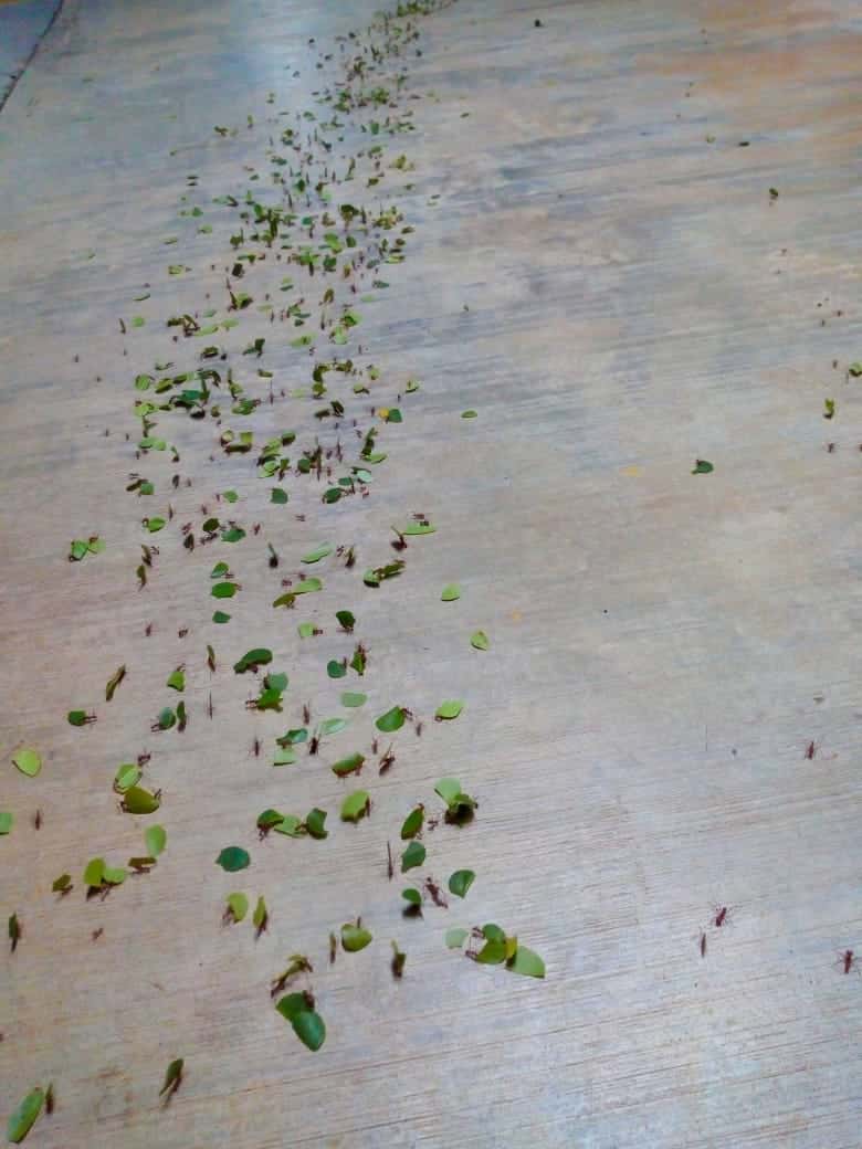 Hormigas ¿Agoreras?