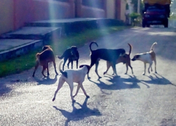 Jaurías de perros deambulan y se aparean en calles de la Sultana del Oriente