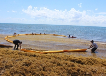 Sin pies ni cabeza proyecto de la colocación de las barreras de desvío de sargazo