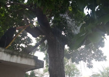 Se llevan susto por incendio de un árbol