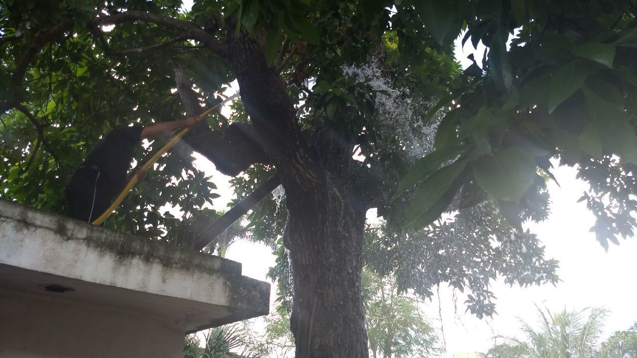 Se llevan susto por incendio de un árbol