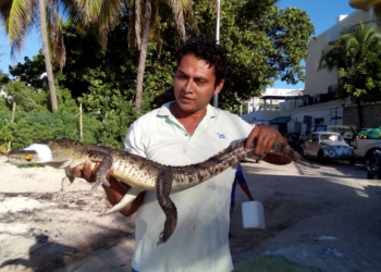 Atrapan cocodrilo cerca de Playa del Carmen
