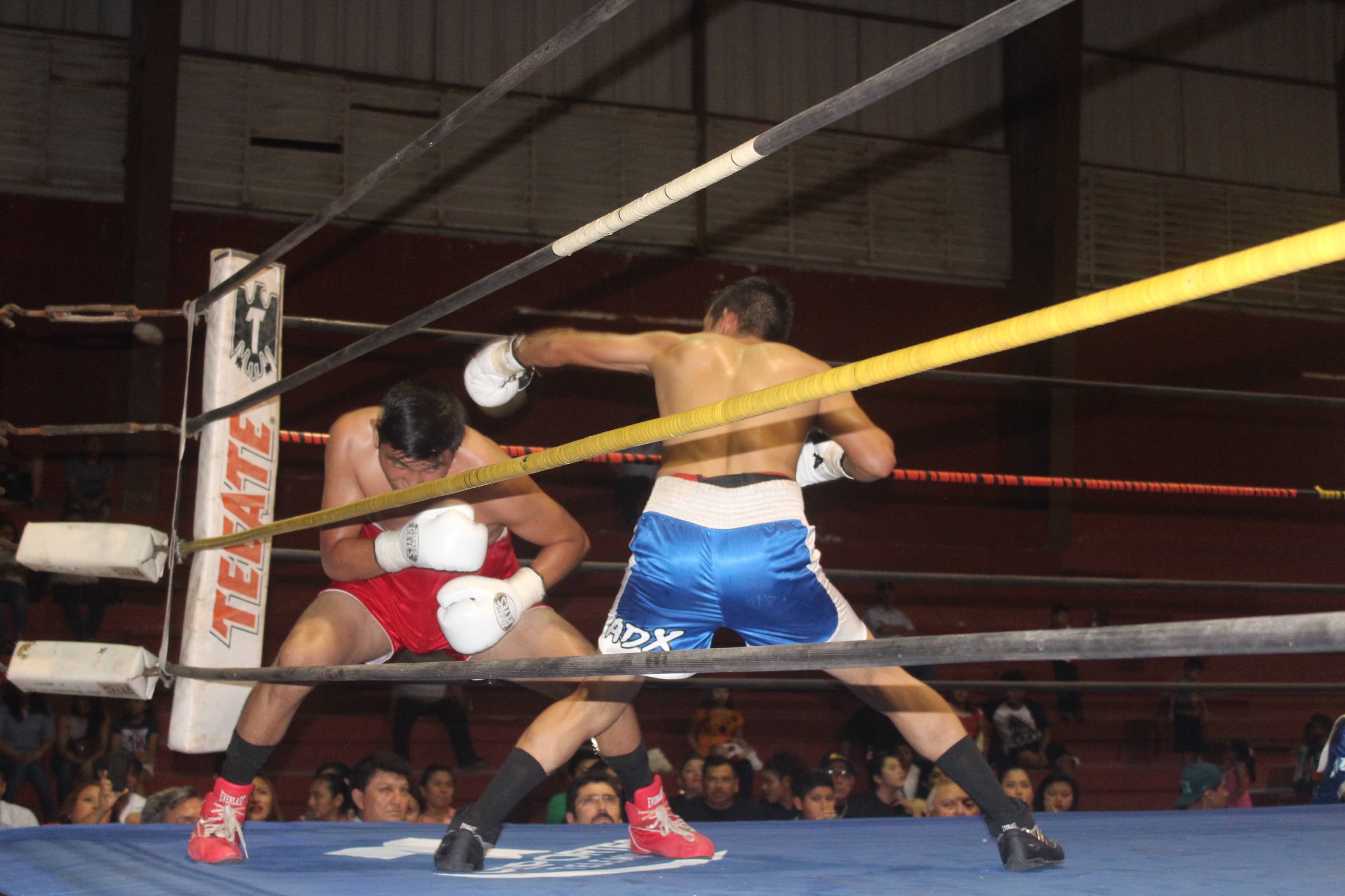 Boxeadores vallisoletanos dan «el grito del triunfo» en la función profesional anoche