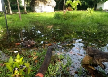 Piden fumigación en escuelas por plaga de mosquitos