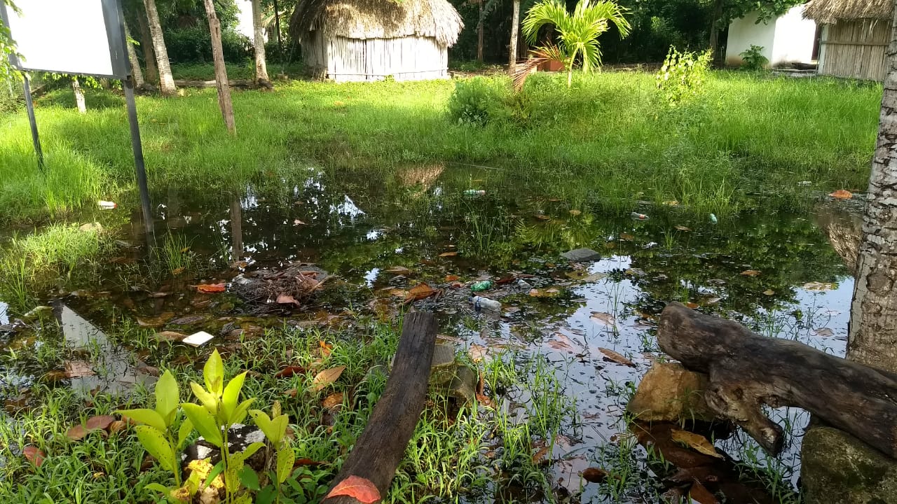 Piden fumigación en escuelas por plaga de mosquitos
