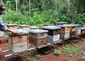 Ya suman 5 ejidos afectados y 228 colmenas dañadas por presunta nueva aplicación de químicos