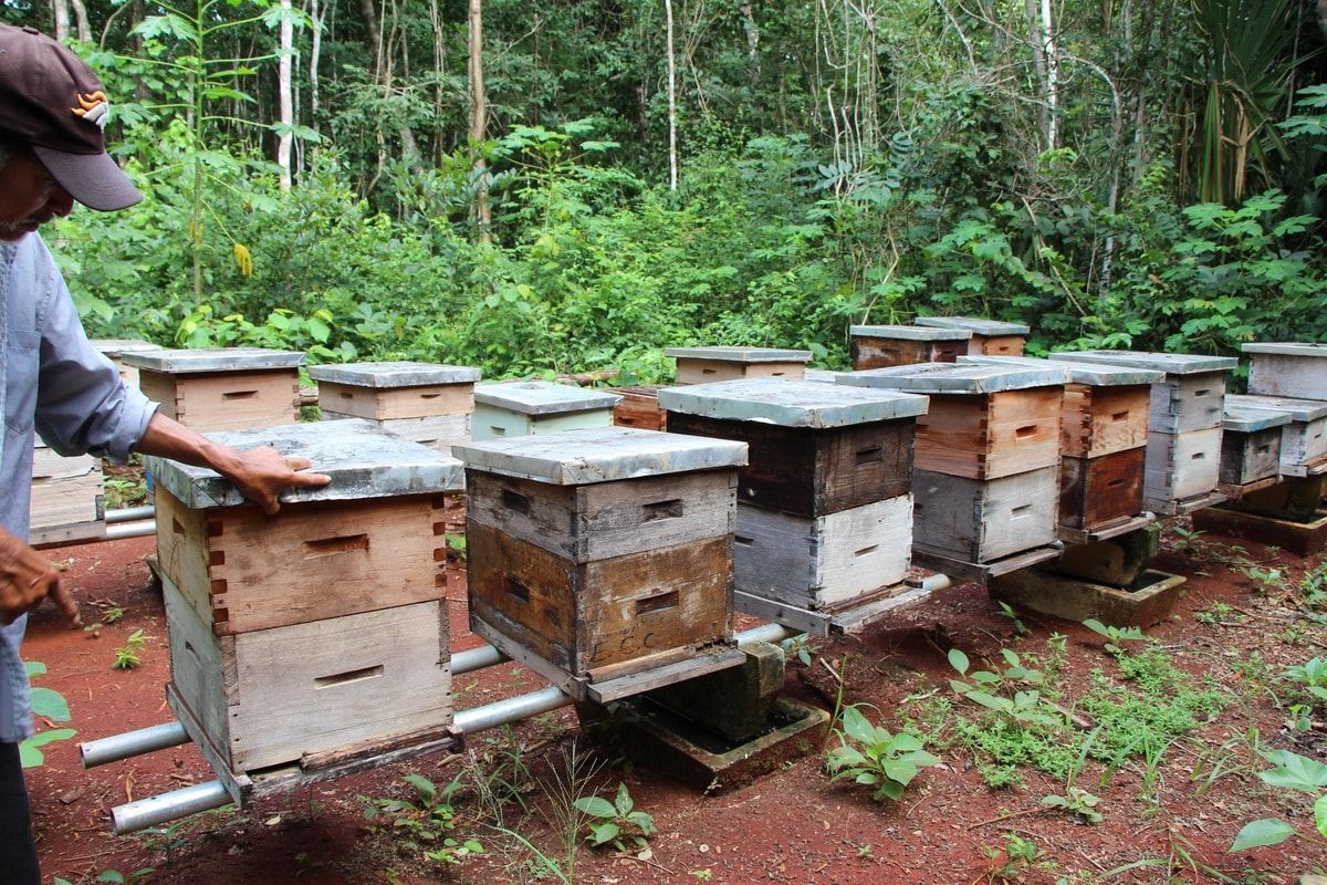 Ya suman 5 ejidos afectados y 228 colmenas dañadas por presunta nueva aplicación de químicos