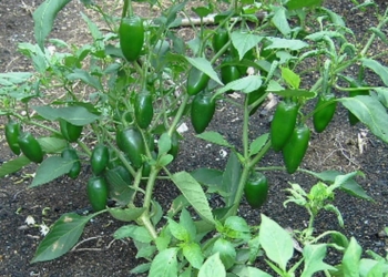 Esperanzados productores de chile jalapeño del municipio de Othón P. Blanco en lograr buena cosecha