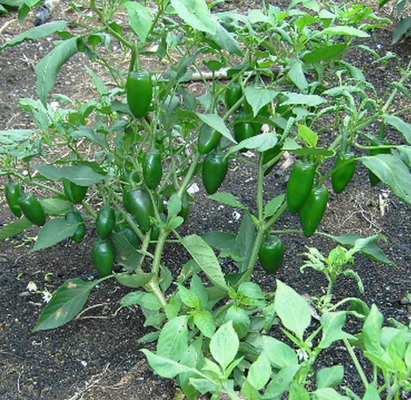 Esperanzados productores de chile jalapeño del municipio de Othón P. Blanco en lograr buena cosecha