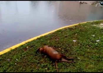 Drenaje del fraccionamiento Misión de las Flores no funciona