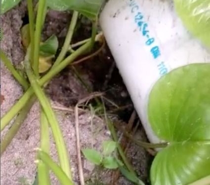 Complejo eco resort Blue Kay rellena y contamina mangle en Mahahual