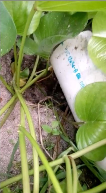 Complejo eco resort Blue Kay rellena y contamina mangle en Mahahual