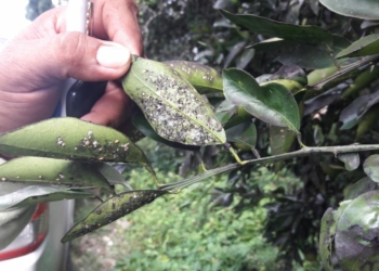 Detectan mosca prieta en 11 comunidades del municipio de José María Morelos