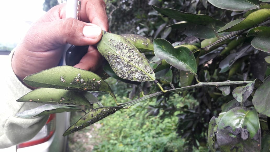 Detectan mosca prieta en 11 comunidades del municipio de José María Morelos