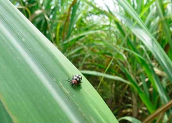 Mosca pinta terror de los productores de caña