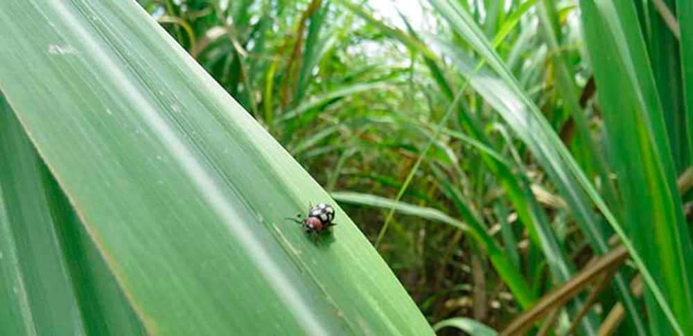 Mosca pinta terror de los productores de caña