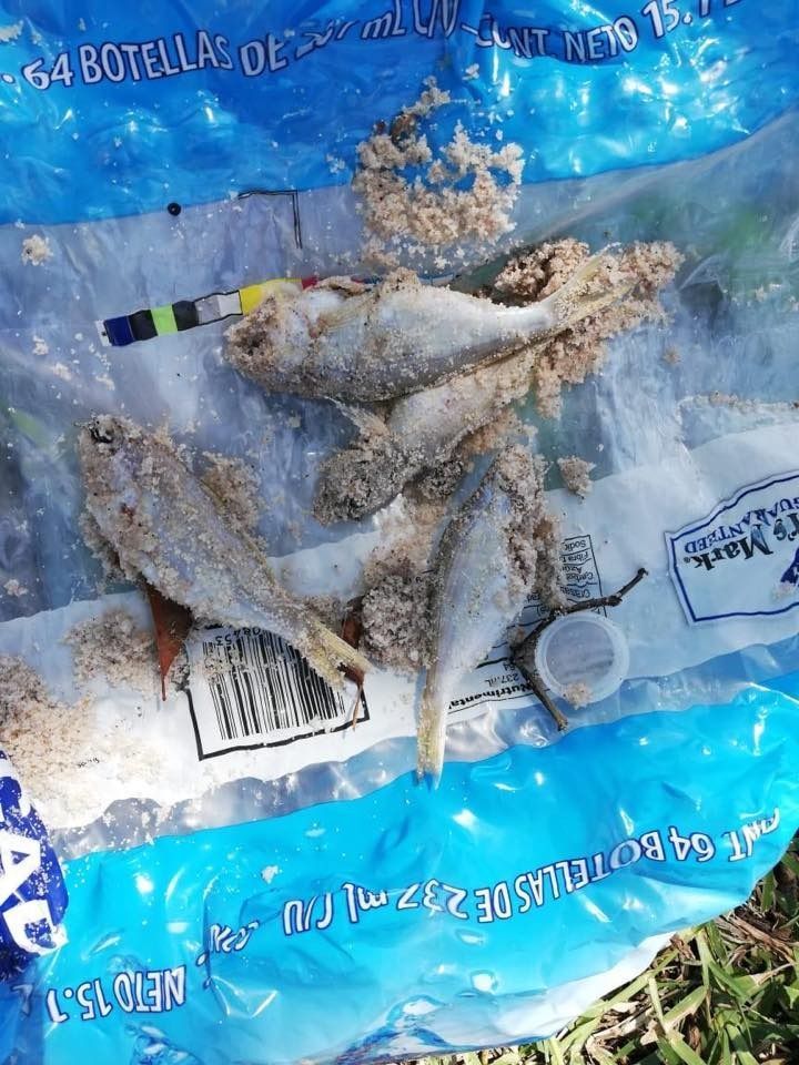 Intentan contaminar canchas del evento Tour Mundial de Voleibol de Playa en Chetumal