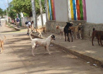 Alarmante la proliferación de perros callejeros en Municipio