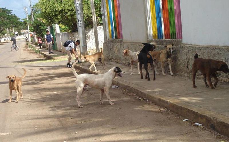 Alarmante la proliferación de perros callejeros en Municipio