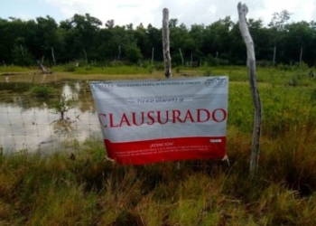 Frenan tala de mangle en Holbox