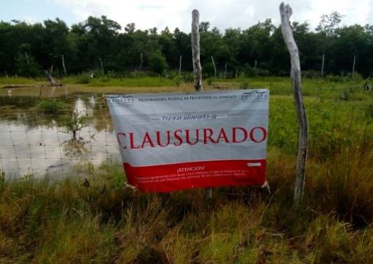 Frenan tala de mangle en Holbox