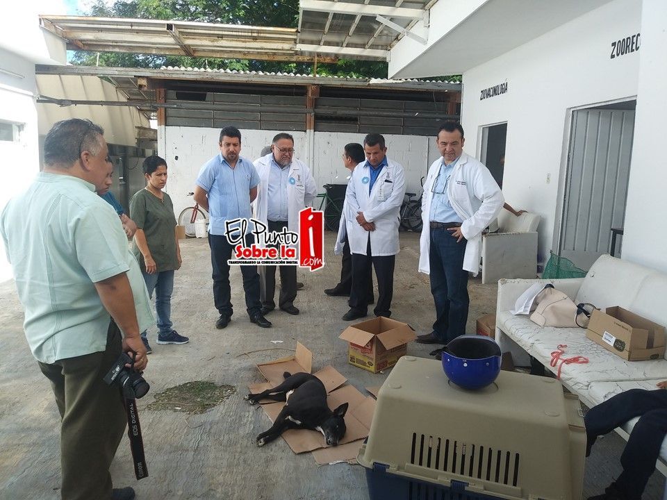 Respuesta positiva a las jornadas de esterilización que se realizan en la Jurisdicción Sanitaria No. 2