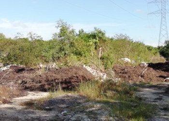 Tiran sargazo en terrenos prohibidos