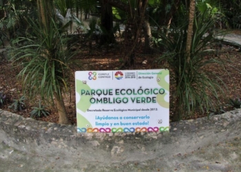 Ombligo verde, belleza poco visitada