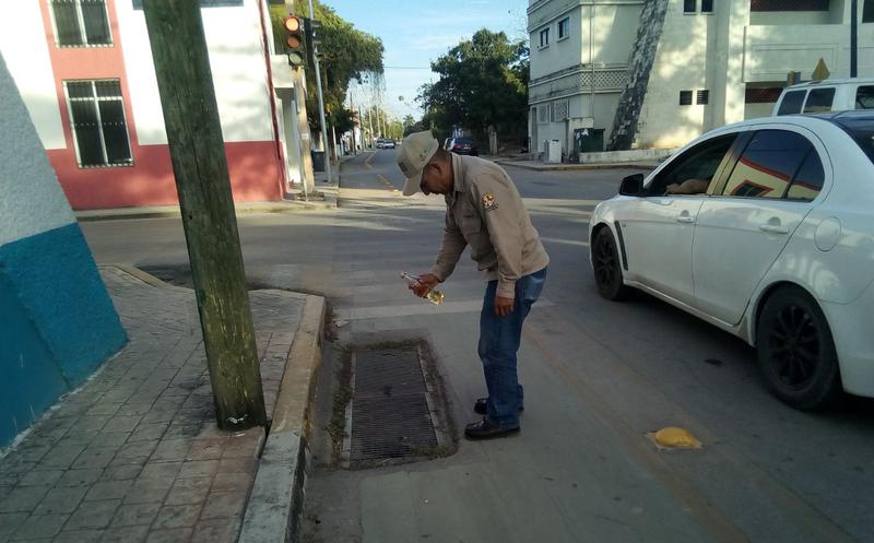 Salud mantiene vigilancia por el mosco tigre en Quintana Roo