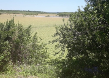 El sur de Quintana Roo tendrá un Centro de Investigación de la lechuguilla