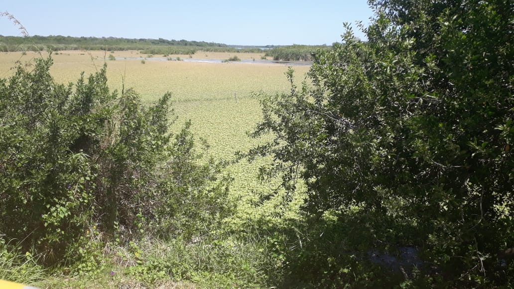 El sur de Quintana Roo tendrá un Centro de Investigación de la lechuguilla
