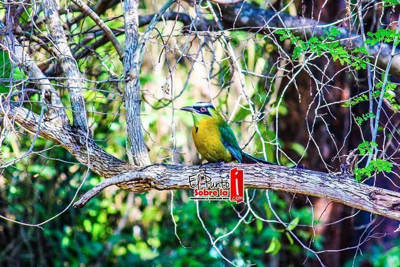 Comienza hoy en Valladolid el Festival de Aves Toh