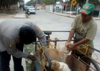 Más de 6 mil vacunas se aplicara en la campaña antirrábica en el municipio de José María Morelos