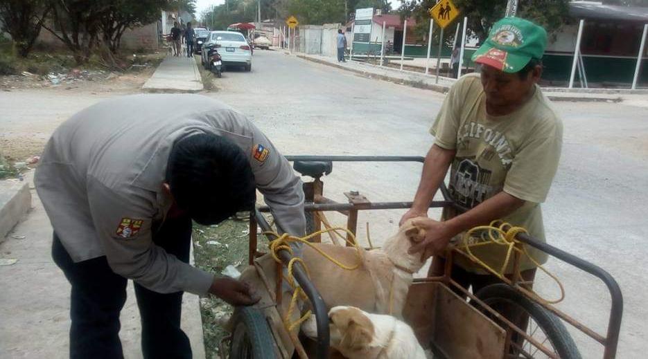Más de 6 mil vacunas se aplicara en la campaña antirrábica en el municipio de José María Morelos