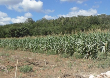 Cambio climático impacta a la agricultura