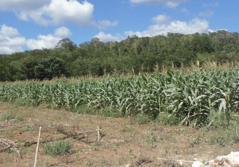 Cambio climático impacta a la agricultura