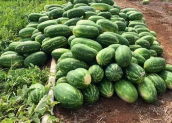Inicia corte de sandia en el ejido de Puerto Arturo