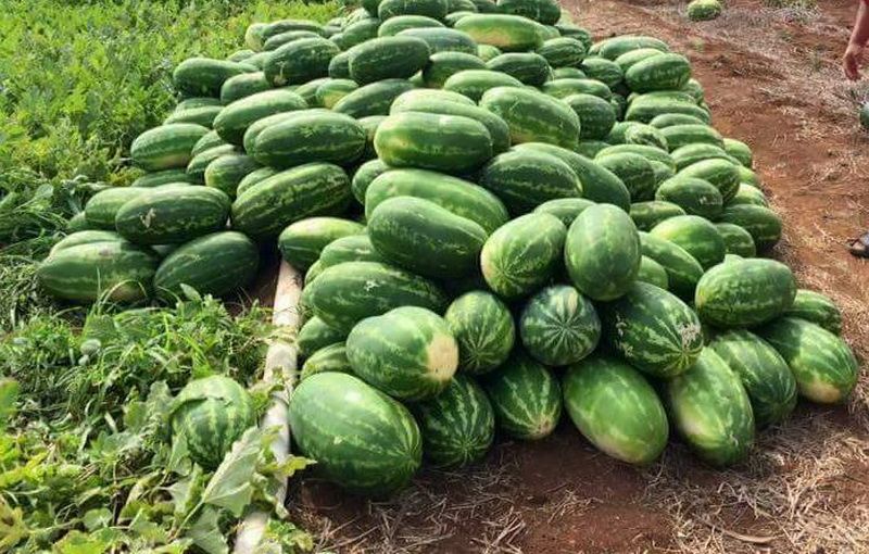 Inicia corte de sandia en el ejido de Puerto Arturo