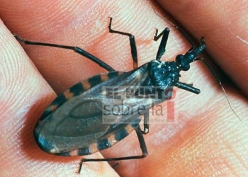 Se han detectado casos de la enfermedad de “Chagas”