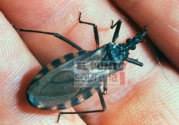 Se han detectado casos de la enfermedad de “Chagas”