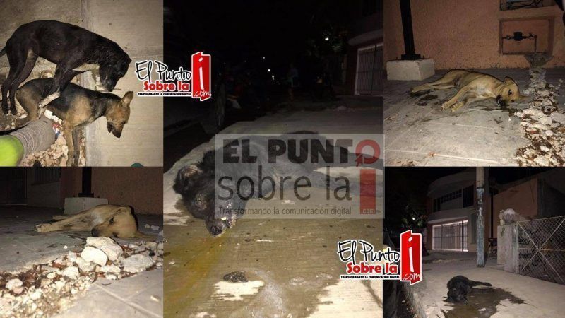 Mentes salvajes acaban con la vida de un grupo de perros en Valladolid