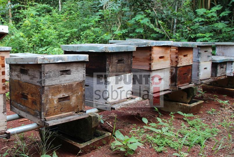 Apicultores preocupados ante la falta de lluvias